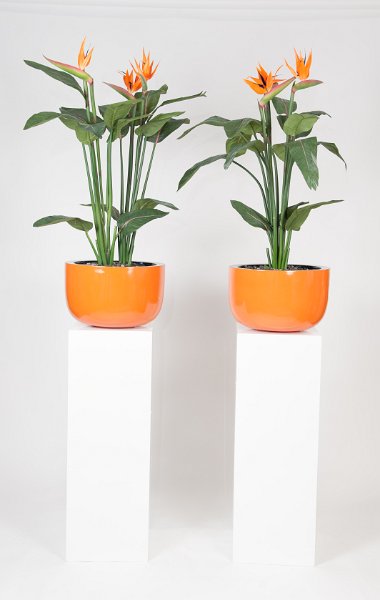 zuil met rose pot strelitia
